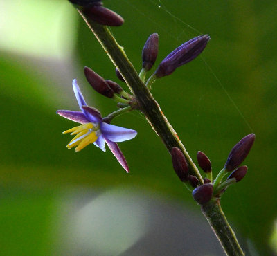 a flax-lily (Dianella laevis)