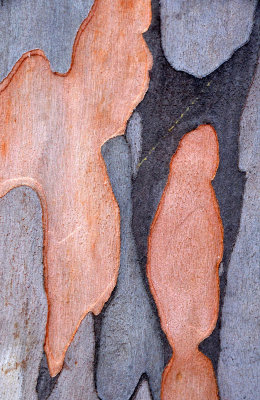 bark patterns