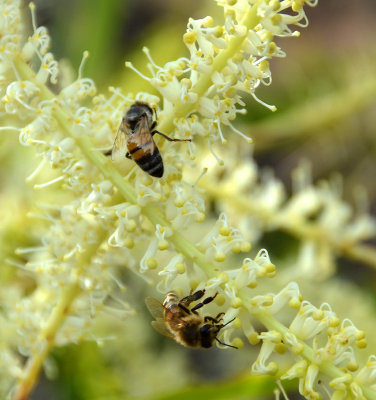 honeybees at Caustic Bush (Grevillea mimosoides)