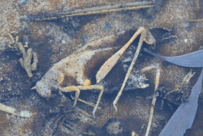 insect 'petrified' in hot spring