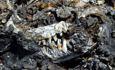 jawbone preserved in travertine