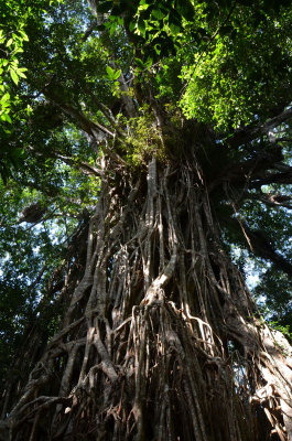 Banyan (Ficus virens) - the Cathedral Fig