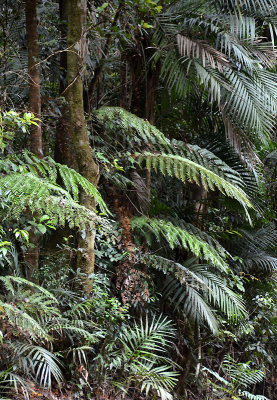 ferns & palms in the upland rainforest