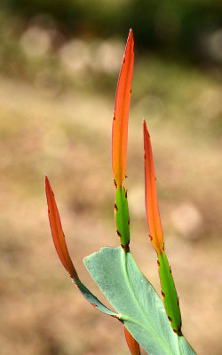 Bossiaea (Bossiaea armitii)