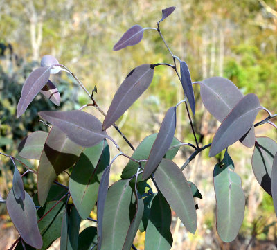 Herberton Ironbark (Eucalyptus atrata)