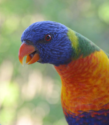 Rainbow Lorikeet