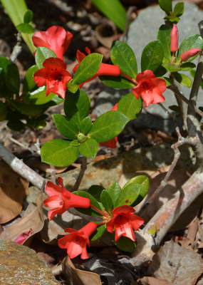 Native Rhododendron (Rhododendron lochae)