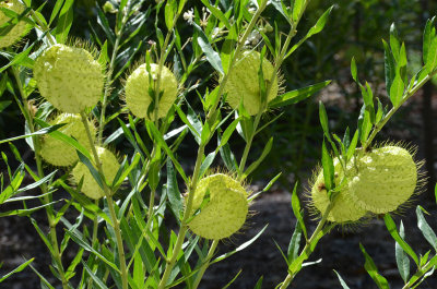 Balloonplant (Gomphocarpus physocarpus)