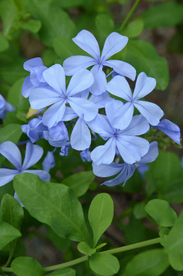 Cape Leadwort (Plumbago auriculata)