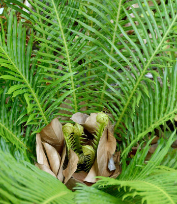 fern (Blechnum sp)