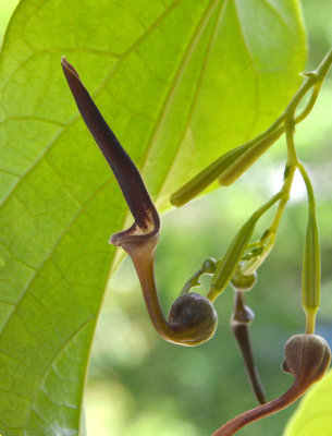 Native Dutchman' Pipe (Aristolochia acuminata)