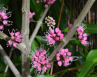 Little Melicope (Melicope rubra)