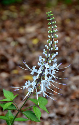 Whisker Plant (Orthosiphon aristatus)