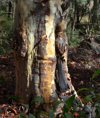 old man tree trunk