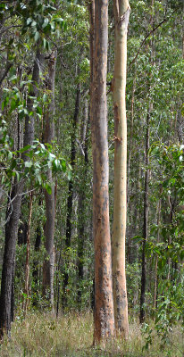 Lemon-scented Gum (Corymbia citriodora)