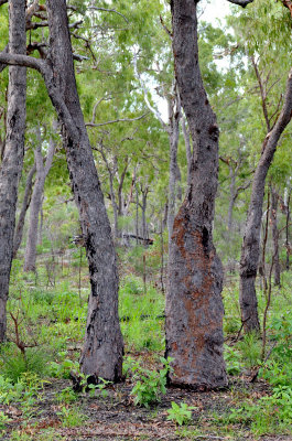 Day 3 bloodwood woodland