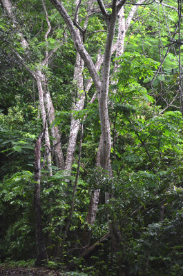 Day 4 monsoon forest, Thursday Island