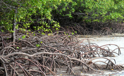 Stilt-rooted Mangroves (Rhizophora sp)
