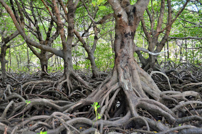 Day 4 Stilt-rooted Mangroves (Rhizophora sp)