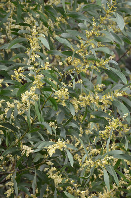 Burra (Acacia falcata)
