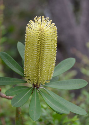 Coast Banksia (Banksia integrifolia subsp. integrifolia)