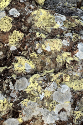 lichen on rock