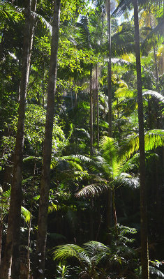 Fraser Island forest