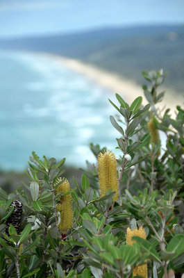 banksia view