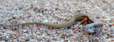 Spalding's Skink (Ctenotus spaldingi)