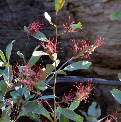 Grevillea decora