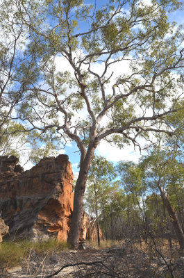 Newcastle Range Bloodwood (Corymbia serendipita)