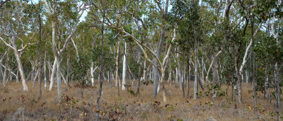 Poplar Gum woodland