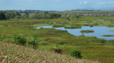 Eubenangee Swamp