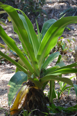 Swamp Lily (Crinum pedunculatum)