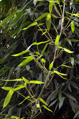 Muller's Bamboo