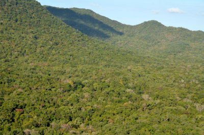 McIlwraith Range rainforest
