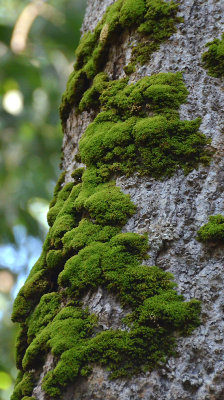 mossy trunk