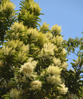 Brown Silky Oak (Darlingia darlingiana)