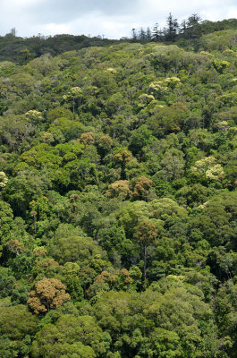McIlwraith Range rainforest