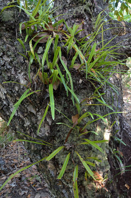 Suloi (Pyrrosia longifolia)
