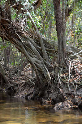 strangler fig
