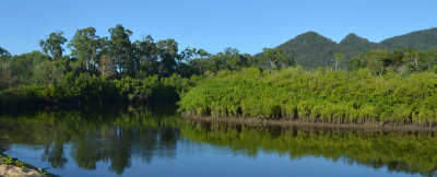 mangrove inlet