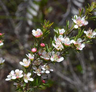 Tantoon (Leptospermum polygalifolium subsp tropicum)