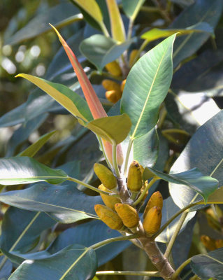 Banana Fig (Ficus pleurocarpa)