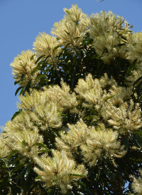Brown Silky Oak (Darlingia darlingiana)