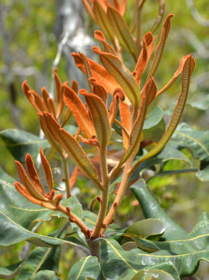 Tropical Banksia (Banksia dentata)