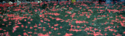 floating carpet