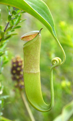 Pitcher Plant (Nepenthes mirabilis)