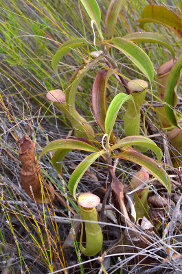 Pitcher Plant (Nepenthes mirabilis)