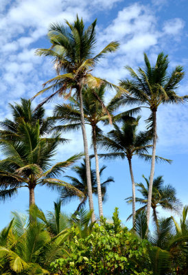 Coconut Palms (Cocos nucifera)
